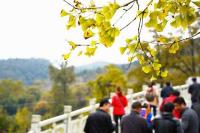 网友游记：秋的色彩——千年银杏谷