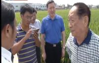 袁隆平到我市考察 期待水稻每公顷上16吨