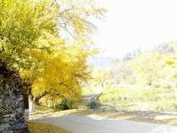 期待随州银杏谷，那片金色的海洋