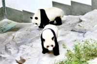 大熊猫重现故地神农架  引种东迁迈出关键一步