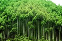 随州全面整改部署退耕还林工作 