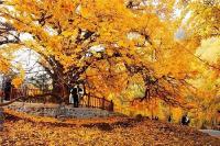 湖北乡村旅游全域开花 推动扶贫建设