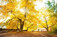 台湾旅游达人踩线团观赏随州千年银杏谷