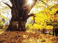 湖北随州千年“黄金谷” 金秋洒落遍地金黄