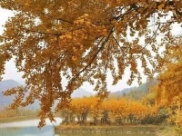 赏随州秋色 阅随城风貌