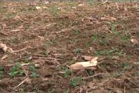 菜地幼苗枯萎为哪般？莫非问题真是在于化肥？