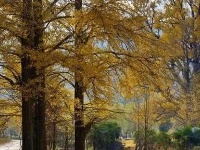 赏随州秋色 阅随城风貌