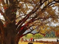 赏随州秋色 阅随城风貌