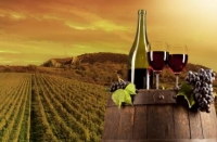 随县|小林镇建成野生葡萄红酒庄园