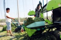 随州市援疆项目君草种植喜获丰收