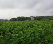 种好一颗树富贵一方人——随州探索构树扶贫