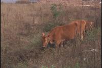 黄牛放养丢失  捡牛人竟强占不归还