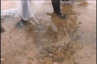 先觉庙水库增殖放流 60万尾鱼苗撒欢入水