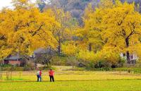 随州银杏谷千年历史 四季变迁
