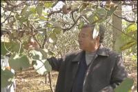 退休老人有所乐  种植果树欢乐多