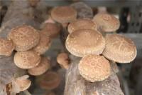 “出口退税贷”助裕国菇业跻身行业翘楚