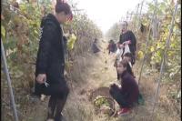 家庭农场受欢迎 采摘葡萄欢乐多