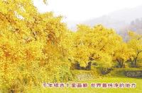 随州千年银杏谷下周迎来最佳观赏期