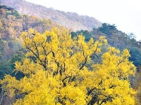 踏寻缤纷秋韵 赏随州秋季美景 