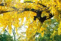 千余境外游客来随游览千年银杏谷