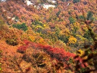 踏寻缤纷秋韵 赏随州秋季美景 