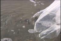 十万鱼苗放流桃园河  优化水质维护生态