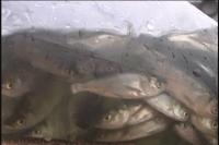 创业故事：易发庆的小鱼苗开拓了大市场