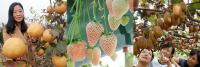草莓有蜜桃味?1个梨180元?湖北高端水果种植异军突起