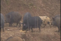深山里的特色生态养殖：野猪当教练 家猪瘦身段
