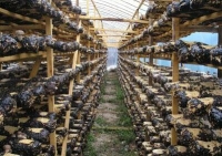 洛阳香菇基地重建走环保节能路 新装杀菌设备比以往节能4/5