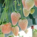 草莓有蜜桃味?1个梨180元?湖北高端水果种植异军突起