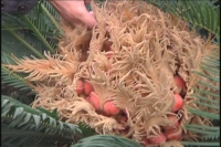 罕见铁树结果  “凤凰蛋”众人称奇