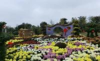 第十二届中国菊展上 随州园斩获银奖