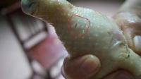 不法商贩往鸡肉里注射自来水 “注水鸡”黑窝被端