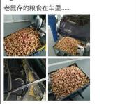 老鼠存花生车主被发现并没收 车主被责：没了口粮让老鼠怎么过年