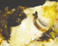 食客吃生蚝被珍珠硌牙  称不打算追责要做戒指