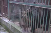 我市动物园狗熊首次产子  生下一对熊宝宝