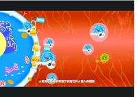 动画揭秘H7N9：禽流感源自一场候鸟的任性旅行