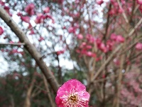 白云公园梅花开 香漫满园迎客来