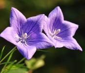 情人节前务必看这个！别只知道送花送花...