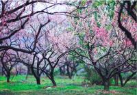 湖北赏花时间表：一整个春天都在这儿了