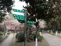 白云公园梅花开 香漫满园迎客来
