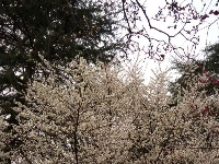 白云公园梅花开 香漫满园迎客来