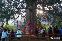 湖北春节旅游创收225.7亿元，这些地方特别火！