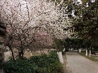 白云公园梅花开 香漫满园迎客来