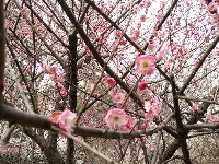 白云公园梅花开 香漫满园迎客来