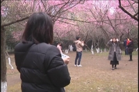 白云公园腊梅竞芬芳  吸引市民游玩