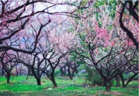 湖北赏花时间表：一整个春天都在这儿了