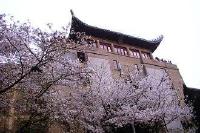 樱花季如期来临 武大继续实行免费限额预约