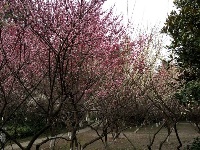 白云公园梅花开 香漫满园迎客来